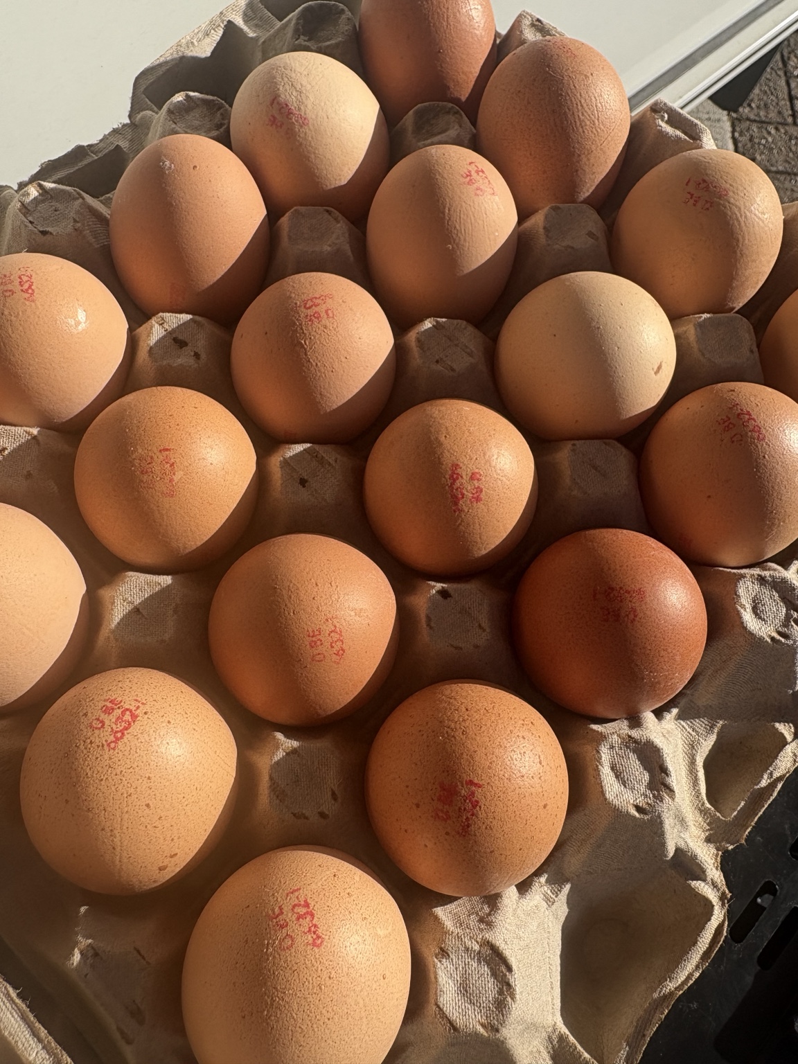 Bio XL eieren – 6 stuks